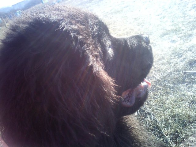 Фото: ньюфаундленд Сент Джонс Шарлотта