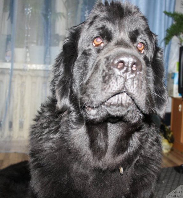 Фото: ньюфаундленд Глория Гранд Блек