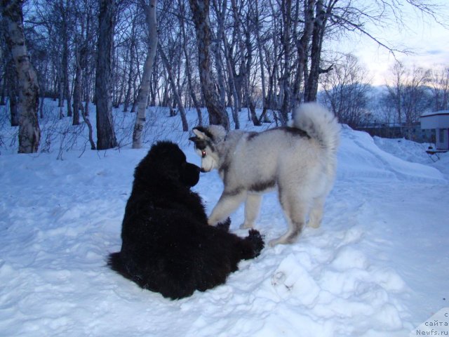 Фото: ньюфаундленд Сент Джонс Харебелл (Sent Djons Harebell)
