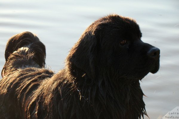 Фото: ньюфаундленд Рэш