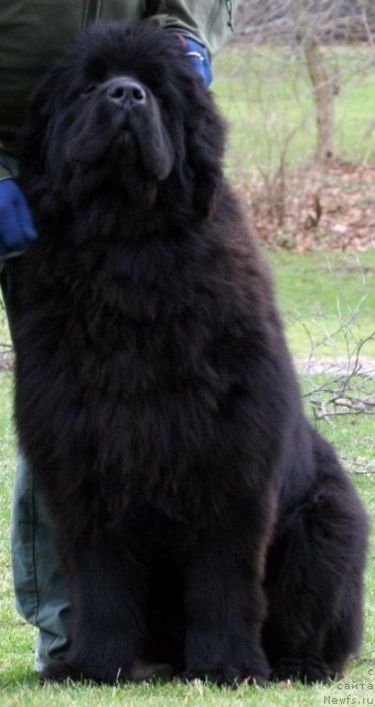 Фото: ньюфаундленд Сент Джонс Херо фор Клуфбеар (Sent Djons Hero for Kloofbear)