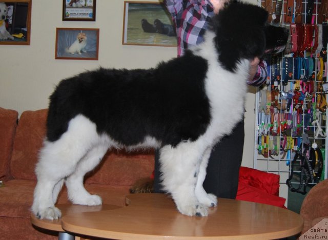 Фото: ньюфаундленд Чудесный Дар от Сибирского Медведя