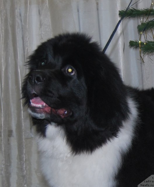 Фото: ньюфаундленд Чудесный Дар от Сибирского Медведя