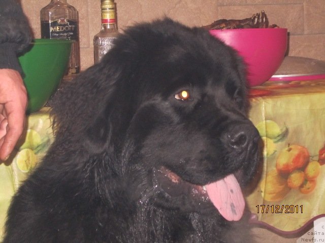 Фотография № 83397