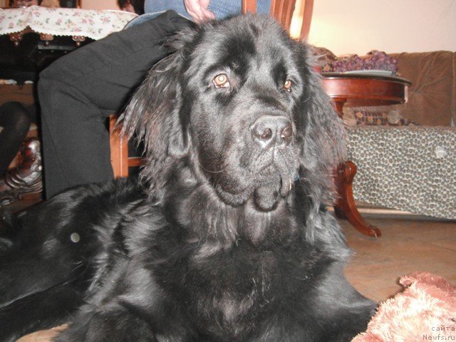 Фотография № 83401