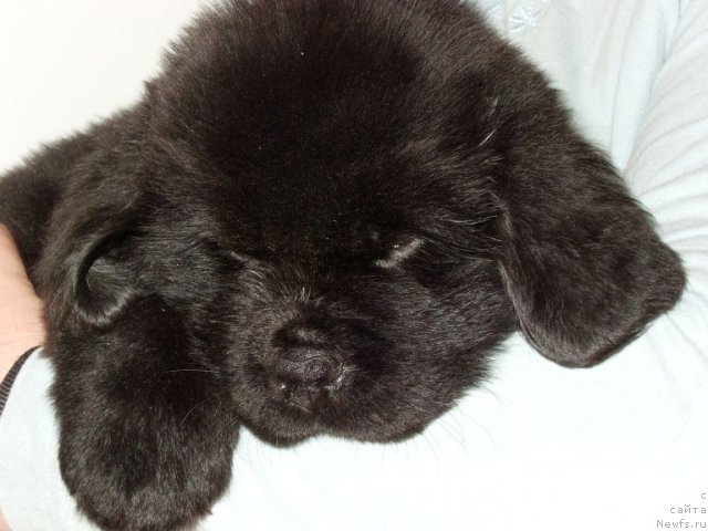 Фото: ньюфаундленд Bjornebandens Nancy Wilson