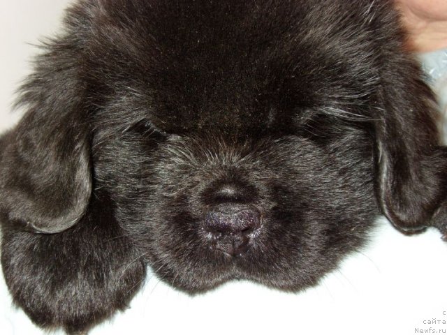 Фото: ньюфаундленд Bjornebandens Nancy Wilson