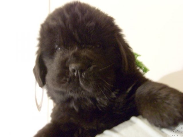 Фотография № 83415