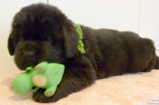 Фото: ньюфаундленд Bjornebandens Nancy Wilson