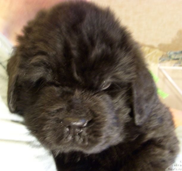 Фото: ньюфаундленд Bjornebandens Nancy Wilson