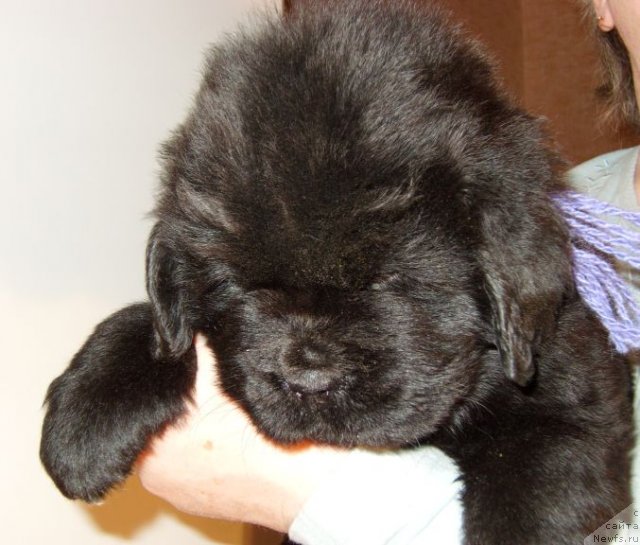 Фото: ньюфаундленд Bjornebandens Nancy Wilson