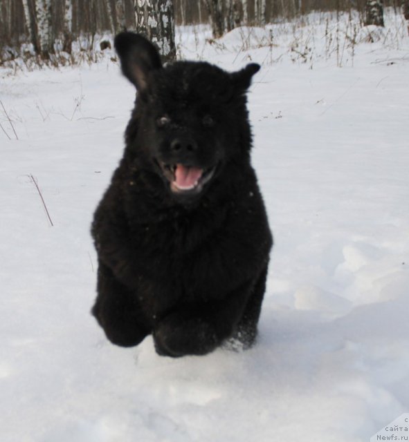 Фото: ньюфаундленд Аделина Дочь Кокетки