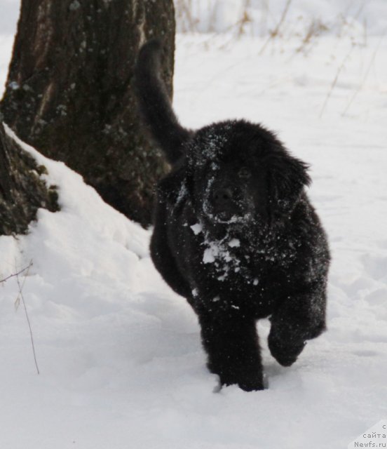 Фото: ньюфаундленд Аделина Дочь Кокетки