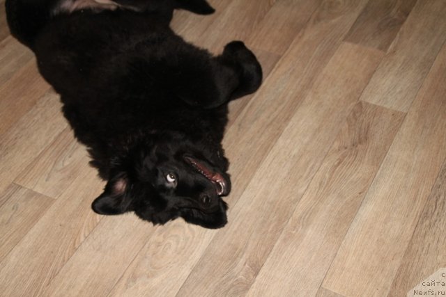 Фото: ньюфаундленд Аделина Дочь Кокетки