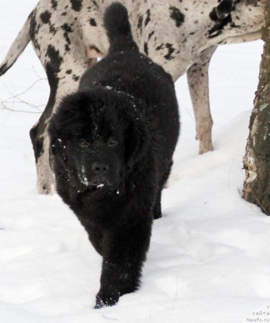 Фото: ньюфаундленд Аделина Дочь Кокетки