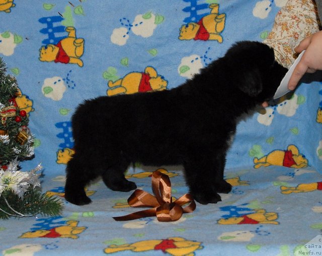 Фото: ньюфаундленд Сент Джонс Юкатан