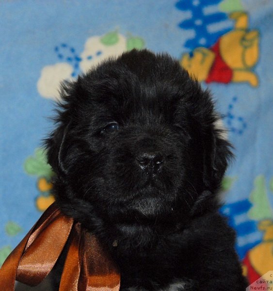 Фото: ньюфаундленд Сент Джонс Юкатан