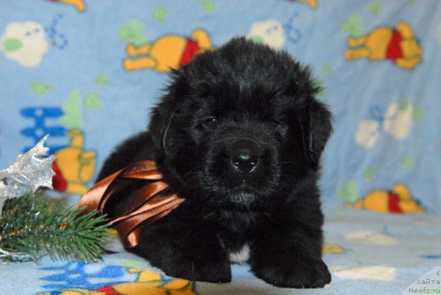 Фото: ньюфаундленд Сент Джонс Юкатан