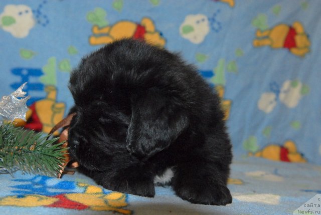 Фото: ньюфаундленд Сент Джонс Юкатан