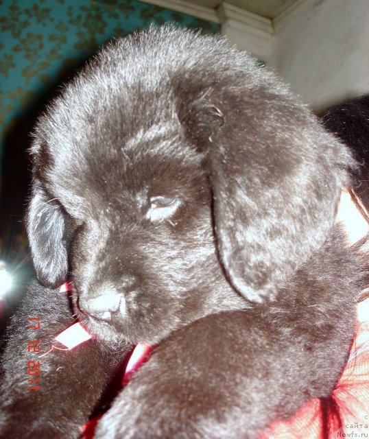 Фото: ньюфаундленд Смигар Осенняя Сказка, ньюфаундленд Смигар Нансен Неустрашимый (Smigar Nansen Neustrashimy)