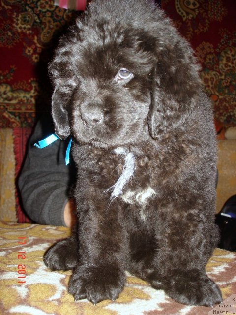 Фото: ньюфаундленд Смигар Осенняя Сказка, ньюфаундленд Смигар Нансен Неустрашимый (Smigar Nansen Neustrashimy)