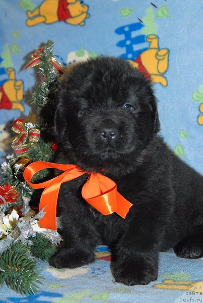 Фото: ньюфаундленд Сент Джонс Юкос