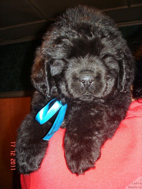 Фото: ньюфаундленд Смигар Осенняя Сказка, ньюфаундленд Смигар Нансен Неустрашимый (Smigar Nansen Neustrashimy)