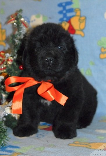 Фото: ньюфаундленд Сент Джонс Юкос