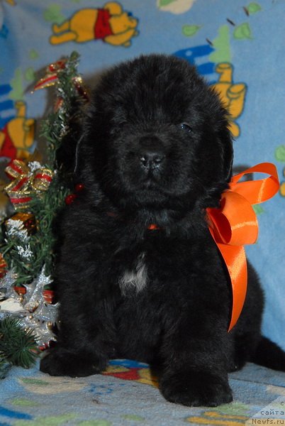 Фото: ньюфаундленд Сент Джонс Юкос