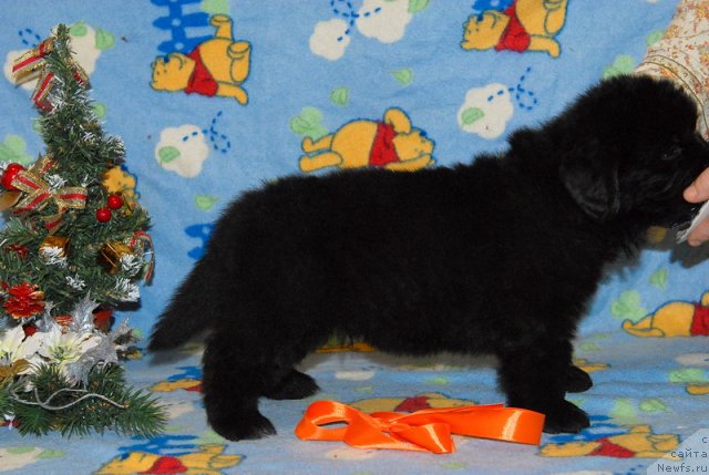 Фото: ньюфаундленд Сент Джонс Юкос