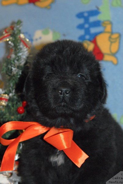 Фото: ньюфаундленд Сент Джонс Юкос