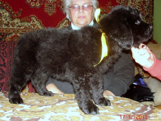 Фото: ньюфаундленд Смигар Осенняя Сказка, ньюфаундленд Смигар Нансен Неустрашимый (Smigar Nansen Neustrashimy)