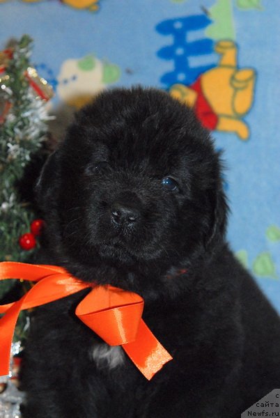 Фото: ньюфаундленд Сент Джонс Юкос