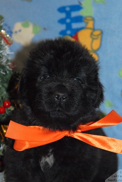 Фото: ньюфаундленд Сент Джонс Юкос