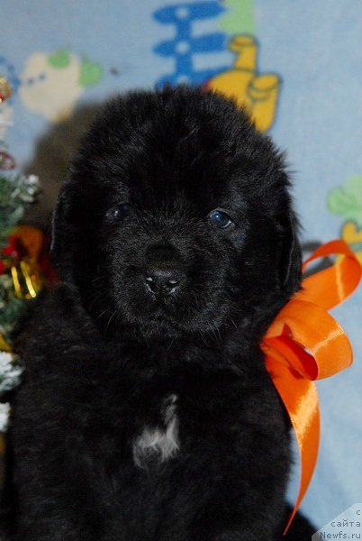 Фото: ньюфаундленд Сент Джонс Юкос