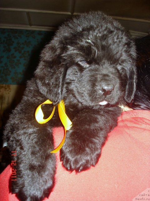 Фото: ньюфаундленд Смигар Осенняя Сказка, ньюфаундленд Смигар Нансен Неустрашимый (Smigar Nansen Neustrashimy)