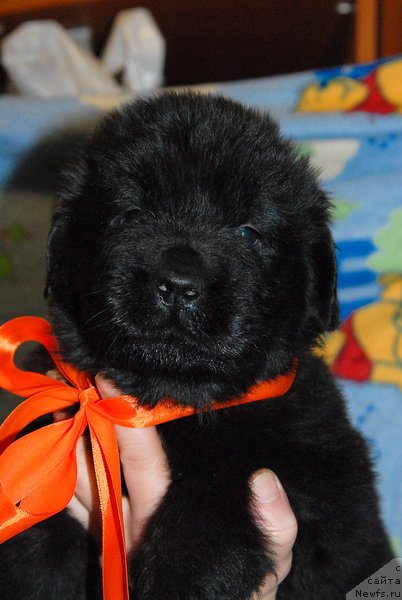 Фото: ньюфаундленд Сент Джонс Юкос