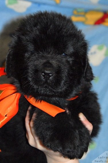 Фото: ньюфаундленд Сент Джонс Юкос