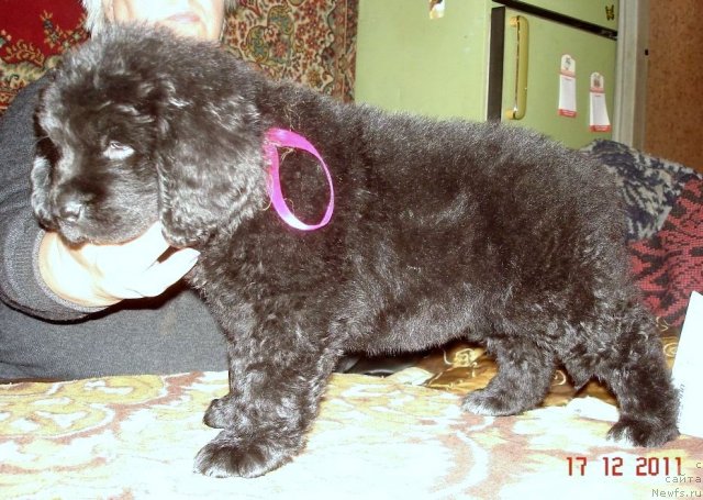 Фото: ньюфаундленд Смигар Осенняя Сказка, ньюфаундленд Смигар Нансен Неустрашимый (Smigar Nansen Neustrashimy)