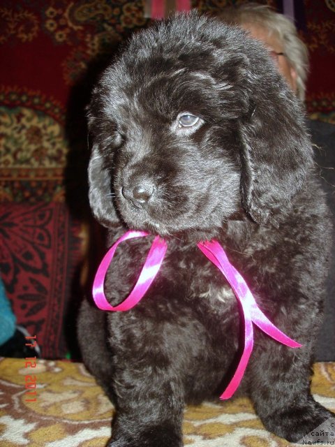 Фото: ньюфаундленд Смигар Осенняя Сказка, ньюфаундленд Смигар Нансен Неустрашимый (Smigar Nansen Neustrashimy)