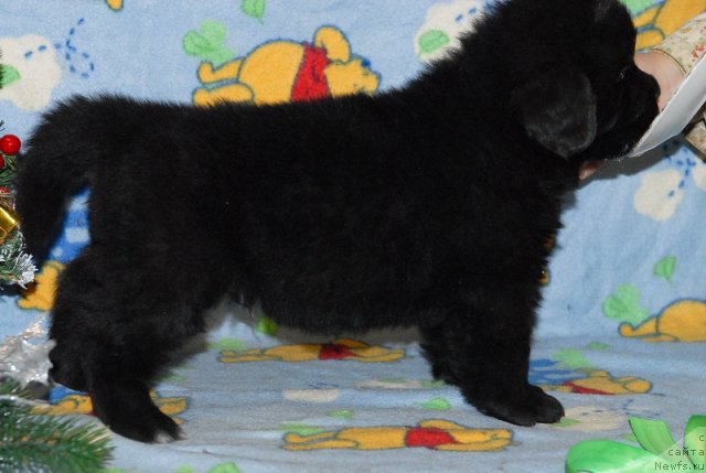 Фото: ньюфаундленд Сент Джонс Юкон Квест