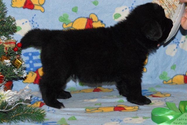 Фото: ньюфаундленд Сент Джонс Юкон Квест