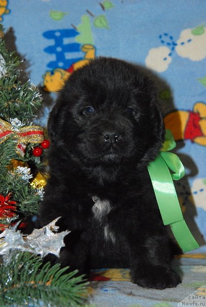 Фото: ньюфаундленд Сент Джонс Юкон Квест