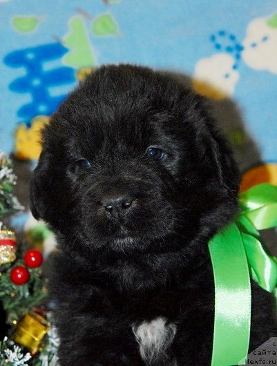 Фото: ньюфаундленд Сент Джонс Юкон Квест