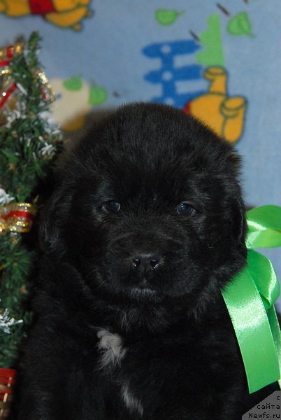 Фото: ньюфаундленд Сент Джонс Юкон Квест