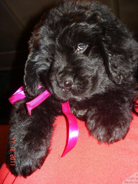 Фото: ньюфаундленд Смигар Осенняя Сказка, ньюфаундленд Смигар Нансен Неустрашимый (Smigar Nansen Neustrashimy)