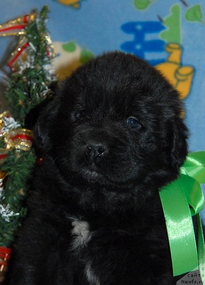 Фото: ньюфаундленд Сент Джонс Юкон Квест