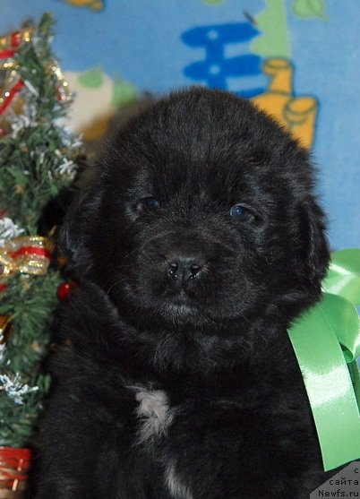 Фото: ньюфаундленд Сент Джонс Юкон Квест