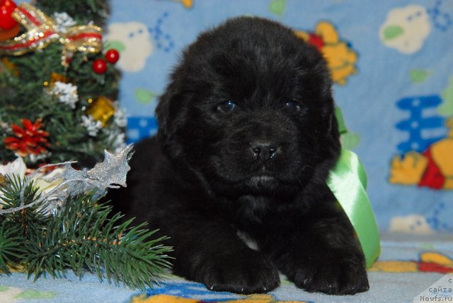Фото: ньюфаундленд Сент Джонс Юкон Квест