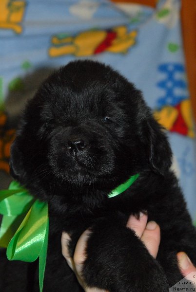 Фото: ньюфаундленд Сент Джонс Юкон Квест